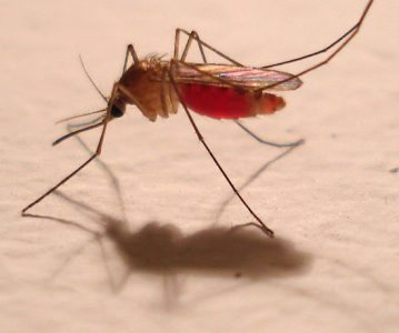 Brief: Parasitaire beperkingen